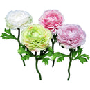 ラナンキュラス(ペール)