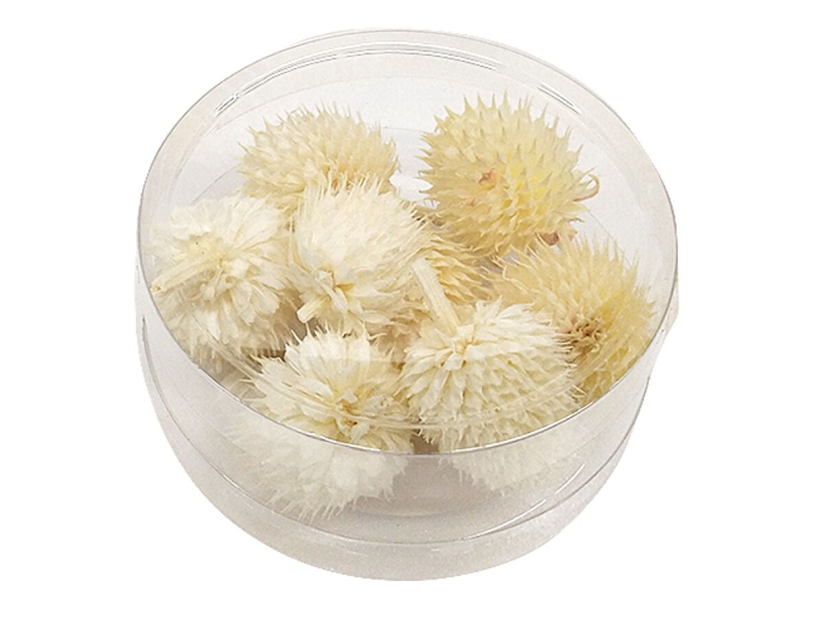 ドライフラワーパーツ（チーゼル、ホワイト） - 100均 通販 ダイソー