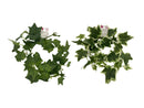グリーンガーランドアイビー