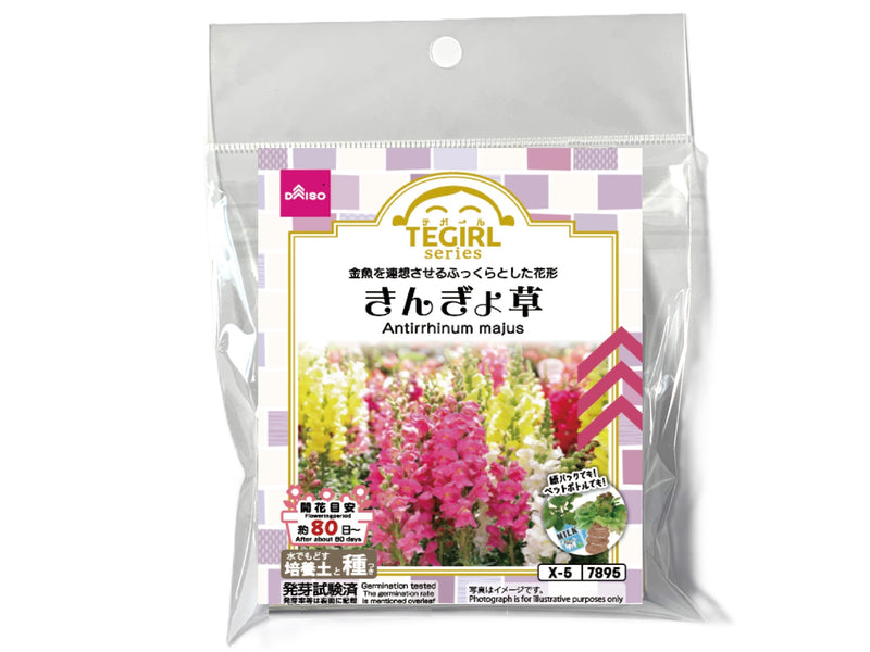 栽培セット　きんぎょ草