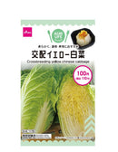 交配イエロー白菜