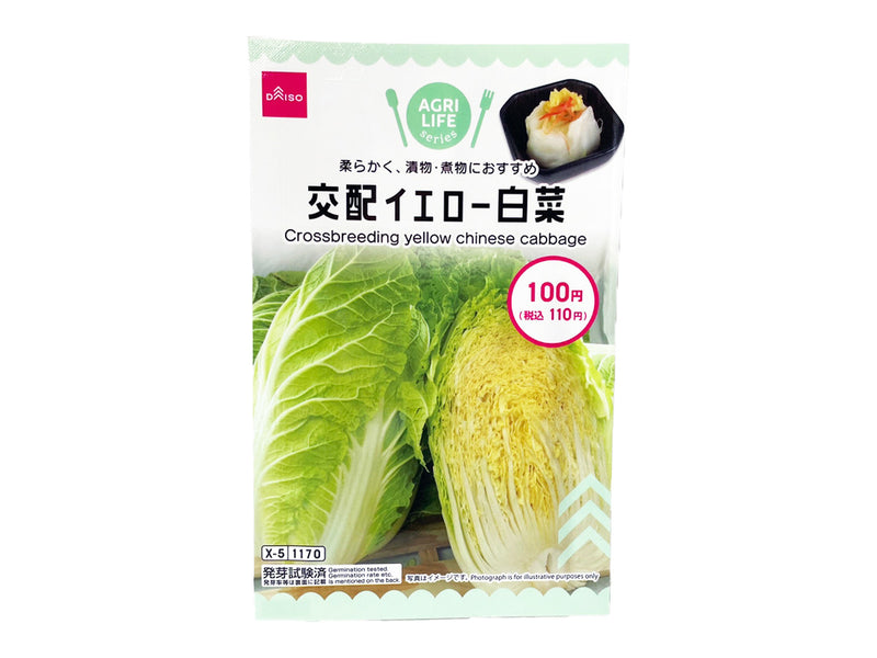 交配イエロー白菜