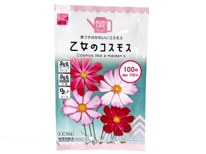 乙女のコスモス