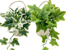 ハンギングポット（アイビー）