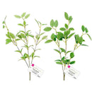 フィカスブランチ