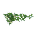 ウォールデコアイビー