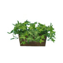 ウッドプランターアイビー