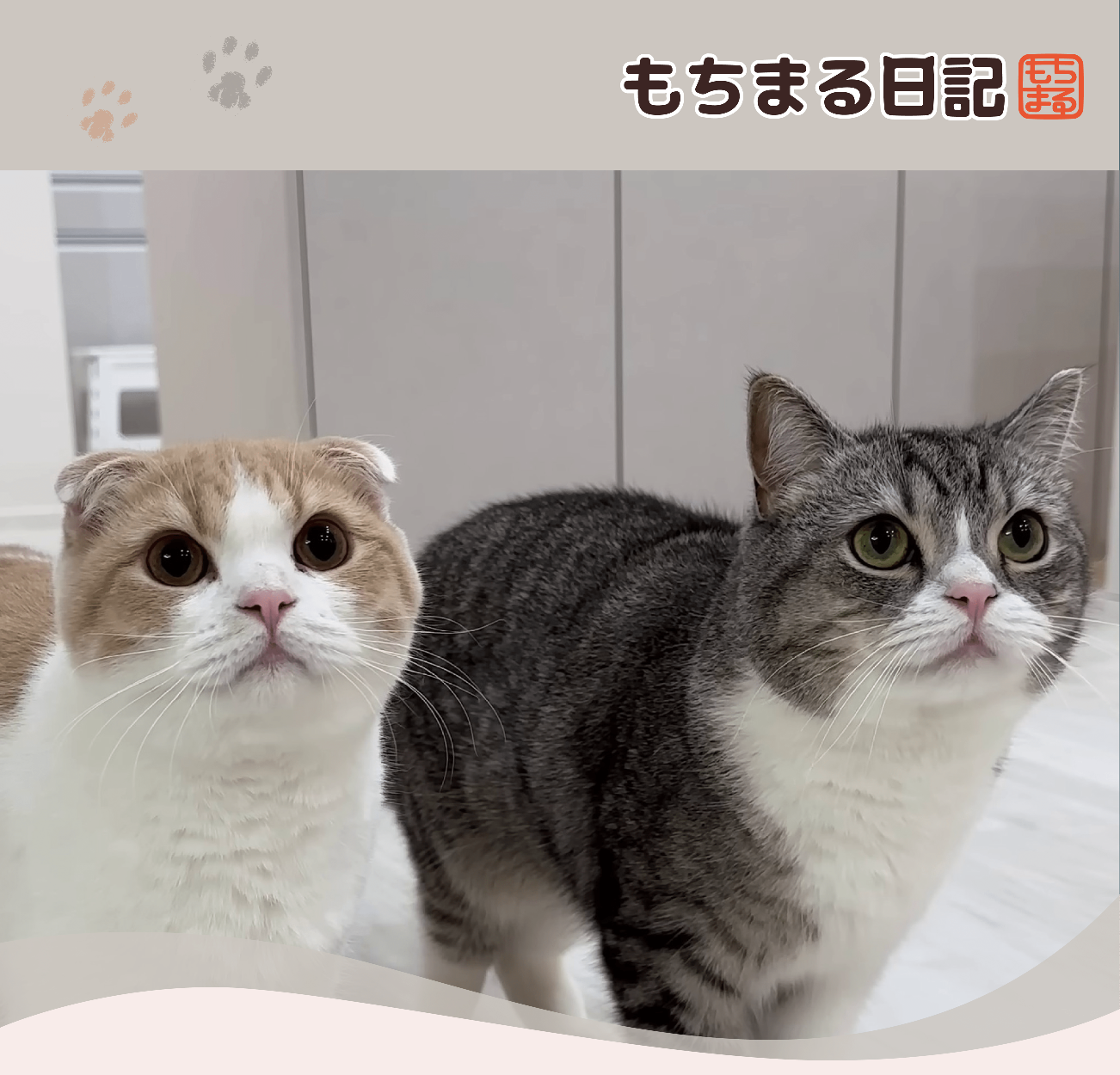 もちまる特集 |mochimaru2025 - 100均 通販 ダイソーネット もちまる特集 |mochimaru2025 - 100均 通販 ダイソーネット